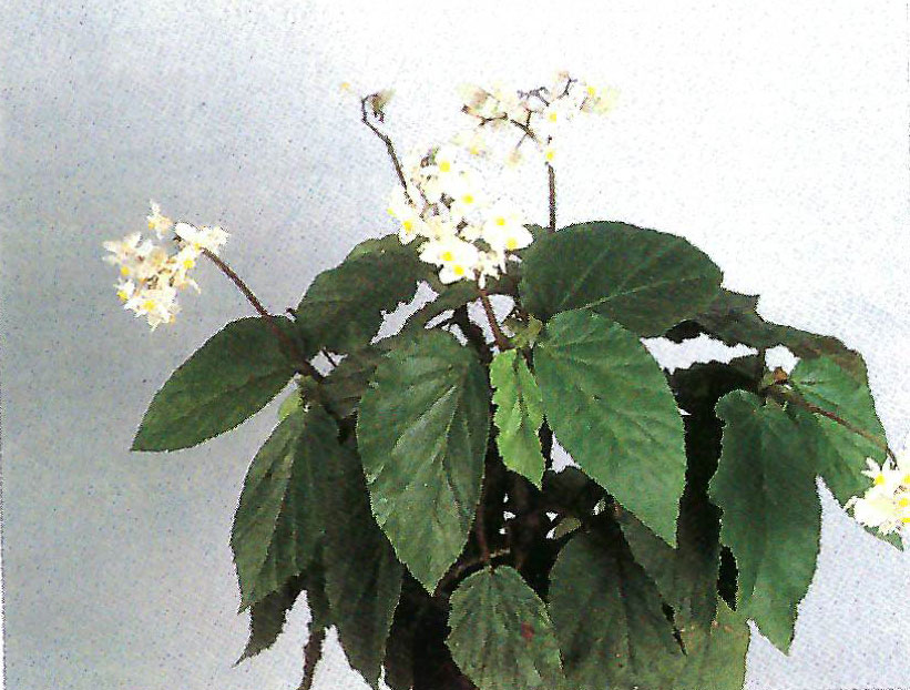 B. ‘Jill Adair’
